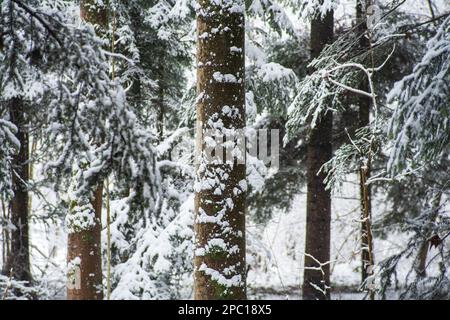 Schneebedeckte Winterwaldszene in der Schweiz, Europa. Bewölkter nebiger Tag, keine Menschen. Stockfoto