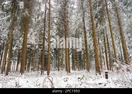 Schneebedeckte Winterwaldszene in der Schweiz, Europa. Bewölkter nebiger Tag, keine Menschen. Stockfoto