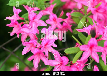 Rosa Blüten von Rhododendron indicum, Nahaufnahme mit selektivem Weichzeichner Stockfoto