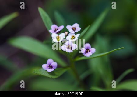 Süße Allysum-Blumen an einem Sommertag. Lobularia maritima-Makrofoto mit selektivem Soft Ficus Stockfoto