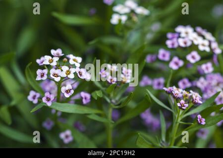 Süßes Allysum in Blüte, bunte Blumen an einem Sommertag. Lobularia maritima-Makrofoto mit selektivem Soft Ficus Stockfoto