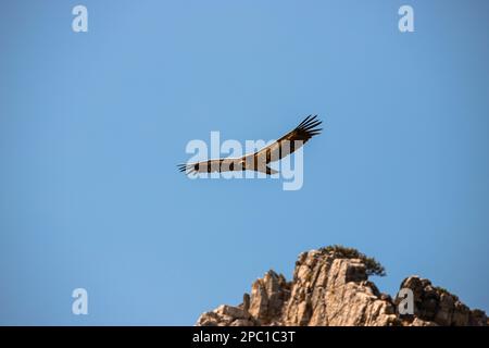 Geier fliegen mit ausgestreckten Flügeln auf einem Berg mit blauem Himmel Stockfoto