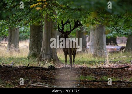 Hirsche mit großen Hörnern laufen, Rennen, schreien unter den Weibchen während der Paarungszeit, zwischen dem grünen Wald und gelben Feldern. Hirschsaison. Stockfoto