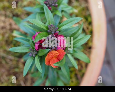 Erysimum „Winterorchidee“ (Wallblume) in einem von oben geschossenen Gartenbehälter mit den rosa und orangefarbenen Blüten der zweifarbigen Blüten Stockfoto