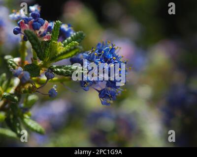 Nahaufnahme der Indigoblumen von Ceanothus „Puget Blue“ (kalifornisches Flieder) mit einem verschwommenen Hintergrund Stockfoto