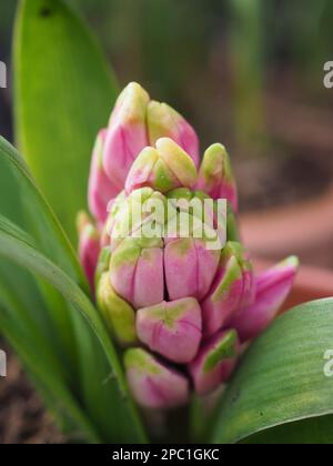 Nahaufnahme der engen Knospe einer rosafarbenen Hyazintenblume, die im frühen Frühling in Großbritannien aus ihren Blättern hervortritt Stockfoto