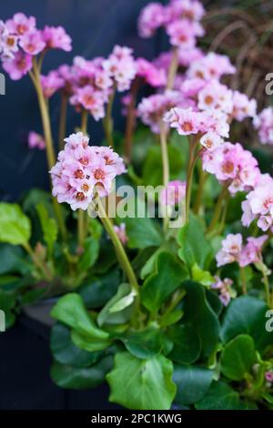 Blühende Bergenia-Pflanze namens Baby-Puppe Stockfoto