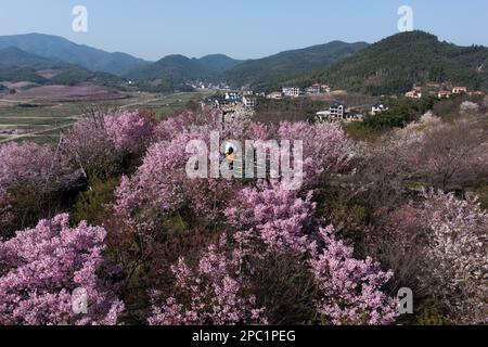 Hangzhou. 13. März 2023. Dieses Luftfoto wurde am 13. März 2023 aufgenommen und zeigt Kirschblüten im Dorf Tangbu im Yuhang District in Hangzhou, der Provinz Zhejiang im Osten Chinas. Die blühenden Kirschblüten zogen viele Touristen an. Kredit: Xu Yu/Xinhua/Alamy Live News Stockfoto