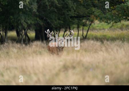 Hirsche mit großen Hörnern laufen, Rennen, schreien unter den Weibchen während der Paarungszeit, zwischen dem grünen Wald und gelben Feldern. Hirschsaison. Stockfoto