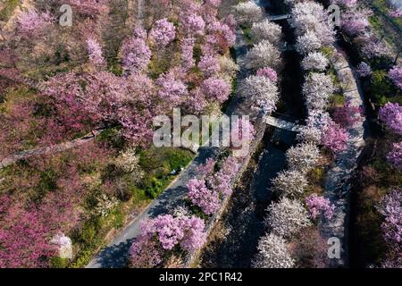 Hangzhou. 13. März 2023. Dieses Luftfoto wurde am 13. März 2023 aufgenommen und zeigt Kirschblüten im Dorf Tangbu im Yuhang District in Hangzhou, der Provinz Zhejiang im Osten Chinas. Die blühenden Kirschblüten zogen viele Touristen an. Kredit: Xu Yu/Xinhua/Alamy Live News Stockfoto