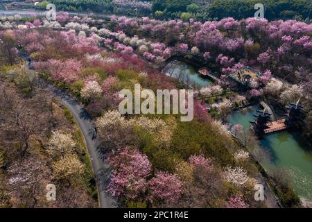 Hangzhou. 13. März 2023. Dieses Luftfoto wurde am 13. März 2023 aufgenommen und zeigt Kirschblüten im Dorf Tangbu im Yuhang District in Hangzhou, der Provinz Zhejiang im Osten Chinas. Die blühenden Kirschblüten zogen viele Touristen an. Kredit: Xu Yu/Xinhua/Alamy Live News Stockfoto