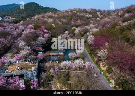 Hangzhou. 13. März 2023. Dieses Luftfoto wurde am 13. März 2023 aufgenommen und zeigt Kirschblüten im Dorf Tangbu im Yuhang District in Hangzhou, der Provinz Zhejiang im Osten Chinas. Die blühenden Kirschblüten zogen viele Touristen an. Kredit: Xu Yu/Xinhua/Alamy Live News Stockfoto