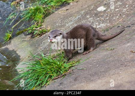 Asiatischer Kleinklauenotter (Aonyx cinerea) im Gehege im Edinburgh Zoo in Schottland, Großbritannien