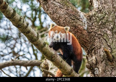 Roter Panda (Ailurus fulgens) bei einem Spaziergang entlang eines Astes im Edinburgh Zoo in Schottland, Großbritannien Stockfoto