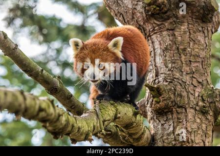 Roter Panda (Ailurus fulgens) bei einem Spaziergang entlang eines Astes im Edinburgh Zoo in Schottland, Großbritannien Stockfoto