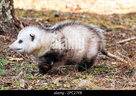 Oposssum Ganzkörperansicht auf dem Boden gehen, um nach Essen nach links zu suchen. Dieses Tier ist 6 Monate alt und gilt als Erwachsener. Stockfoto