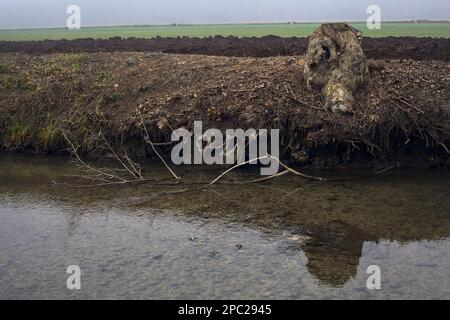 Baumstumpf am Rand eines Bachs neben einem Feld an einem nebligen Tag im Winter Stockfoto