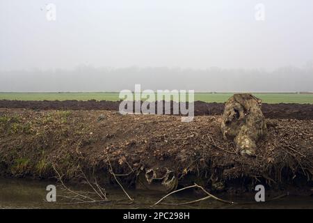 Baumstumpf am Rand eines Bachs neben einem Feld an einem nebligen Tag im Winter Stockfoto