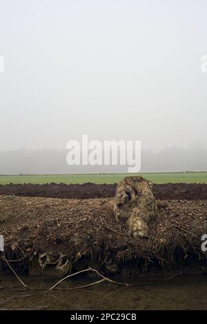 Baumstumpf am Rand eines Bachs neben einem Feld an einem nebligen Tag im Winter Stockfoto