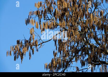 Türkische Haselnuss, Blüten auf Zweigen, Blüte, Corylus colurna, Winter, Katkins, Marsch Stockfoto