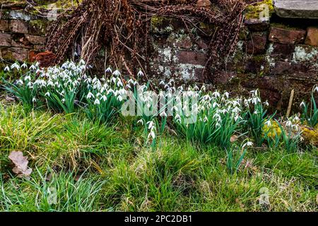 Schneeglöckchen blühen im Frühling. Stockfoto