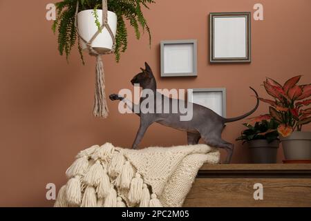 Neugierige sphynx-Katze, die zu Hause mit einer hängenden Zimmerpflanze spielt Stockfoto