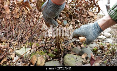 Schneiden Sie das trockene Laub von Gartenblumen im letzten Jahr mit einem Gartenscheren in den Handschuhen des Gärtners, schneiden Sie getrocknete Äste von Gartenpflanzen im Freien Stockfoto