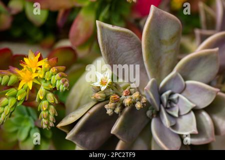 Schöner Hintergrund mit grünen blauen Sukkulenten Blätter mit blühenden gelben Blumen, exotische Gartenpflanzen in Blüte. Graptopetalum paraguayense. Ghos Stockfoto