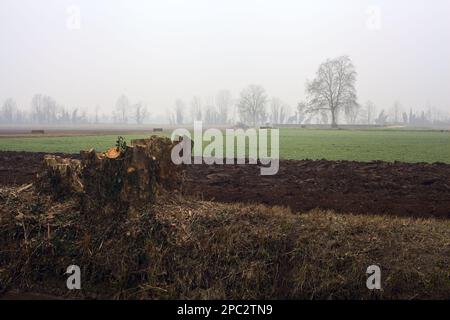 Baumstumpf am Rand eines Bachs neben einem Feld an einem nebligen Tag im Winter Stockfoto