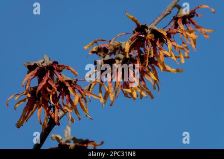 Hamamelis x Intermedia Jelena blüht auf dem Ast Stockfoto