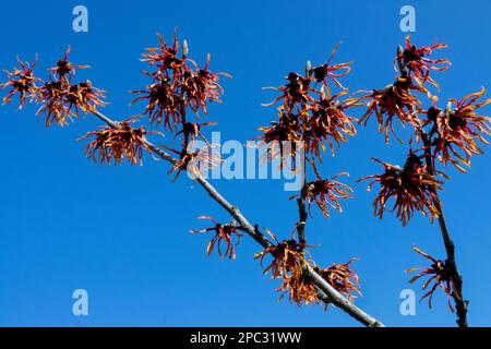 Hamamelis x Intermedia Jelena gegen blauen Himmel, blattlos, Zweige Winterpflanze Hexenhasel Stockfoto