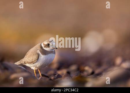 Kleiner Ringelpfeifer, der am Strand nach Essen sucht. Stockfoto