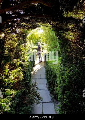 Detail eines Bogens in einer Eibenhecke mit einem alten Steinpfad dazwischen. Stockfoto