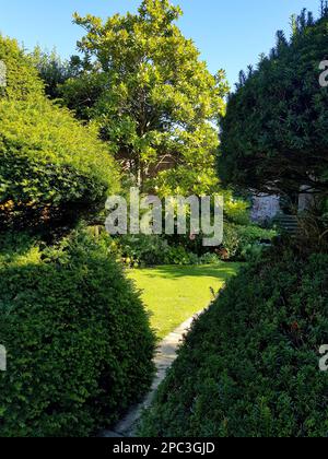 Details von Eibenhecken mit einem alten Steinpfad dazwischen. Stockfoto