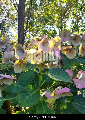 Details der Hortensien-Blüten im Herbst. Stockfoto