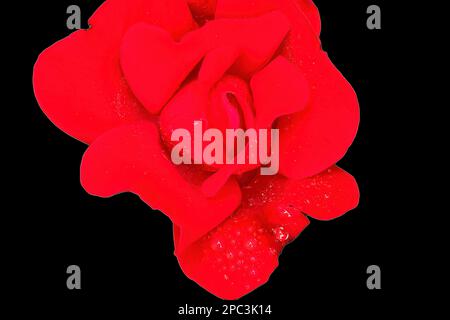 Rote Rosenblüte mit Regentropfen Stockfoto