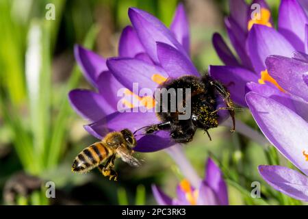 Fliegende Honigbiene und Hummelbiene in Krokusblüten-Nahinsekten Stockfoto