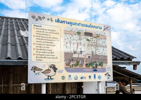 Informationstafel auf Thailändisch für kritisch gefährdeten Löffelschnabel-Sandpiper (Calidris pygmaea). Thailand. Stockfoto