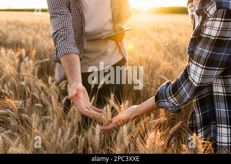 Einige Bauern untersuchen den Getreidebereich und senden Daten von der Tablette in die Cloud. Intelligente Landwirtschaft und digitale Landwirtschaft. Stockfoto