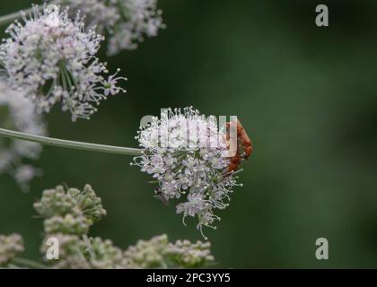 Soldierkäfer - Rotbarsch (Rhagonycha fulva), Paarungspaar, Dumfries, Südschottland Stockfoto