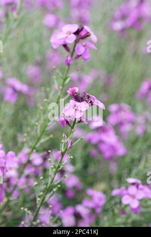 Erysimum linifolium Bowles' Mauve, Wallflower Bowles's Mauve, ganzjährig, Malvenblüten Stockfoto