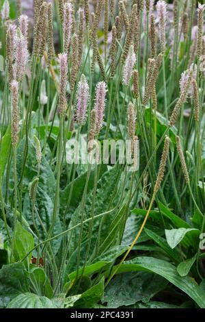 Hoary Plantain, Plantago Media, ganzjährig mit grünen, weißen Blüten und langen rosa-violetten Stühlen Stockfoto