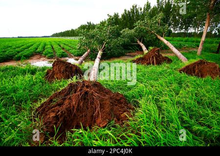 Die Bäume lassen den Wind wehen Stockfoto