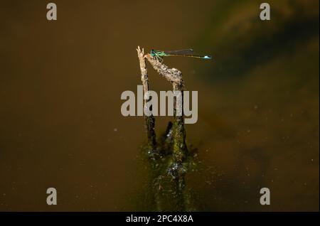Hübsche farbige Libelle auf einem Ast, der aus dem Wasser kommt Stockfoto