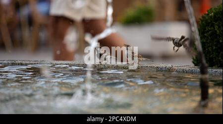 Ein Vogel trinkt Wasser aus einem Brunnen. Stockfoto