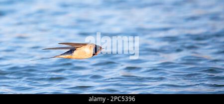 Schwalbe Hirundo rustica fliegt über das Wasser und fängt Insekten, das beste Foto. Stockfoto