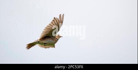 Die eurasische Skylark Alauda arvensis im Flug, das beste Foto. Stockfoto