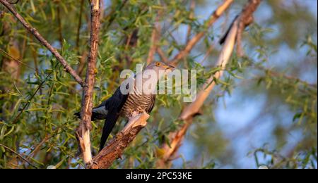 Kuckuckuck von Baum zu Baum, landet auf einem Ast und fliegt im Himmel, das beste Foto. Stockfoto