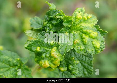 Gallische Blattläuse auf den Blättern der roten Johannisbeere. Der Schädling schädigt die Johannisbeeren Blätter, rote Beulen auf den Blättern des Busches von der Parasitenkrankheit. Stockfoto