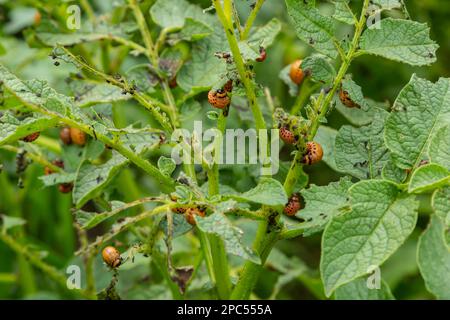 Der Kartoffelanbau wird durch Larven und Käfer des Colorado-Kartoffelkäfers Leptinotarsa decemlineata, auch bekannt als Colorado-Käfer, der Ten-st, zerstört Stockfoto